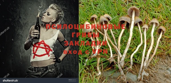 PSILOCYBIN Армянск